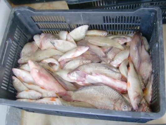 Peşte confiscat de poliţiştii de frontieră tulceni